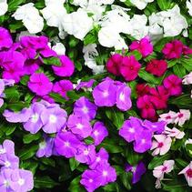 Vinca catharanthus roseus 'Cora Mix' Vinca catharanthus roseus 'Cora Mix'