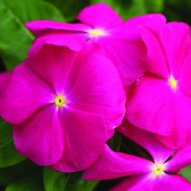 Vinca catharanthus roseus 'Cora Pink' Vinca catharanthus roseus 'Cora Pink'