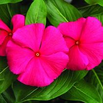 Vinca catharanthus roseus 'Cora Punch' Vinca catharanthus roseus 'Cora Punch'