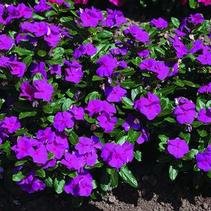 Vinca catharanthus roseus 'Cora Violet' Vinca catharanthus roseus 'Cora Violet'