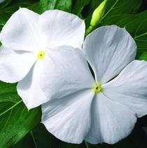 Vinca catharanthus roseus 'Cora White' Vinca catharanthus roseus 'Cora White'