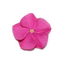 Vinca catharanthus roseus 'Pacifica Deep Orchid Xp' Vinca catharanthus roseus 'Pacifica Deep Orchid Xp'