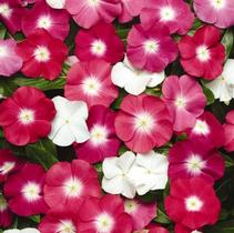 Vinca catharanthus roseus 'Pacifica Halo Mix Xp' Vinca catharanthus roseus 'Pacifica Halo Mix Xp'