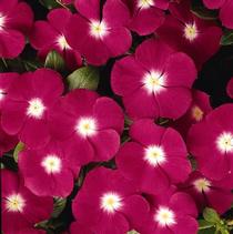 Vinca catharanthus roseus 'Pacifica Magenta Halo Xp' Vinca catharanthus roseus 'Pacifica Magenta Halo Xp'