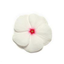 Vinca catharanthus roseus 'Pacifica Polka Dot Xp' Vinca catharanthus roseus 'Pacifica Polka Dot Xp'