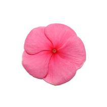 Vinca catharanthus roseus 'Pacifica Punch Xp' Vinca catharanthus roseus 'Pacifica Punch Xp'