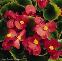 Begonia semperflorens cultorum 'Prelude Scarlet' Begonia semperflorens cultorum 'Prelude Scarlet'