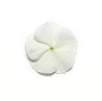 Vinca catharanthus roseus 'Pacifica White Xp' Vinca catharanthus roseus 'Pacifica White Xp'