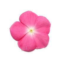 Vinca catharanthus roseus 'Pacifica Rose Halo Xp' Vinca catharanthus roseus 'Pacifica Rose Halo Xp'