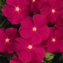 Vinca catharanthus roseus 'Titan Rose' Vinca catharanthus roseus 'Titan Rose'