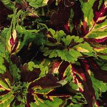 Coleus scutellarioides 'Kong Mosaic' Coleus scutellarioides 'Kong Mosaic'