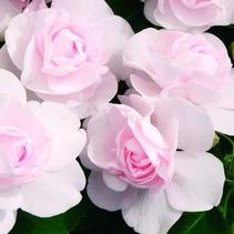 Double Impatiens walleriana 'Silhouette Appleblossom' Double Impatiens walleriana 'Silhouette Appleblossom'