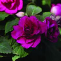 Double Impatiens walleriana 'Silhouette Purple' Double Impatiens walleriana 'Silhouette Purple'