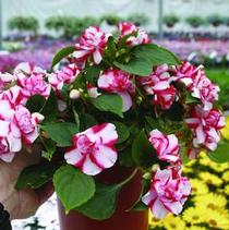 Double Impatiens walleriana 'Silhouette Red Star' Double Impatiens walleriana 'Silhouette Red Star'