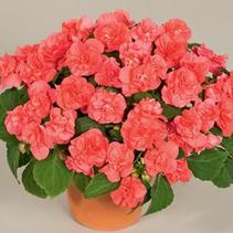 Double Impatiens walleriana 'Silhouette Salmon' Double Impatiens walleriana 'Silhouette Salmon'