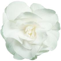 Double Impatiens walleriana 'Silhouette White' Double Impatiens walleriana 'Silhouette White'