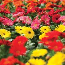 Gerbera jamesonii 'Jaguar Mix' Gerbera jamesonii 'Jaguar Mix'