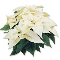 Poinsettia euphorbia pulcherrima 'Whitestar' Poinsettia euphorbia pulcherrima 'Whitestar'