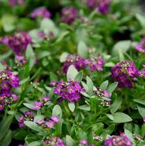 Alyssum lobularia maritima 'Easter Bonnet Violet' Alyssum lobularia maritima 'Easter Bonnet Violet'