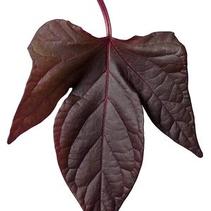 Ipomoea batatas 'Sweet Caroline Red' Ipomoea batatas 'Sweet Caroline Red'