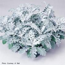 Dusty Miller senecio cineraria 'Silver Dust' Dusty Miller senecio cineraria 'Silver Dust'
