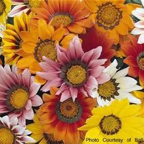 Gazania rigens 'New Day Mix' Gazania rigens 'New Day Mix'