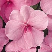 Impatiens walleriana 'Dazzler Pink' Impatiens walleriana 'Dazzler Pink'