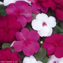Impatiens walleriana 'Dazzler Merlot Mix' Impatiens walleriana 'Dazzler Merlot Mix'