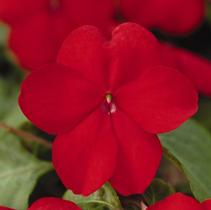 Impatiens walleriana 'Super Elfin Red Xp' Impatiens walleriana 'Super Elfin Red Xp'