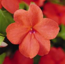Impatiens walleriana 'Super Elfin Salmon Xp' Impatiens walleriana 'Super Elfin Salmon Xp'