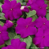 Impatiens walleriana 'Super Elfin Violet Xp' Impatiens walleriana 'Super Elfin Violet Xp'