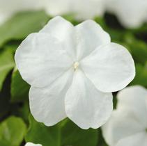 Impatiens walleriana 'Super Elfin White Xp' Impatiens walleriana 'Super Elfin White Xp'