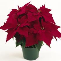 Poinsettia euphorbia pulcherrima 'Chianti Red' Poinsettia euphorbia pulcherrima 'Chianti Red'