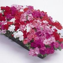 Impatiens walleriana 'Super Elfin Mix' Impatiens walleriana 'Super Elfin Mix'