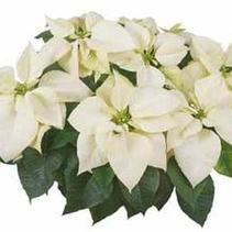 Poinsettia euphorbia pulcherrima 'Mars White' Poinsettia euphorbia pulcherrima 'Mars White'