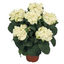 Poinsettia euphorbia pulcherrima 'Winter Rose White' Poinsettia euphorbia pulcherrima 'Winter Rose White'
