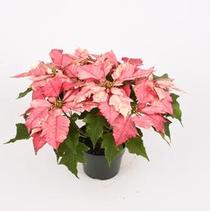 Poinsettia euphorbia pulcherrima 'Ruby Frost' Poinsettia euphorbia pulcherrima 'Ruby Frost'