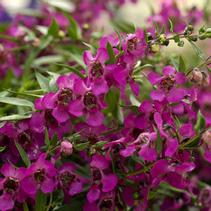 Angelonia angustifolia 'Carita Cascade Raspberry' Angelonia angustifolia 'Carita Cascade Raspberry'