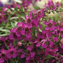 Angelonia angustifolia 'Carita Raspberry' Angelonia angustifolia 'Carita Raspberry'