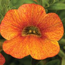 Calibrachoa hybrida 'Callie Orange Sunrise Imp' Calibrachoa hybrida 'Callie Orange Sunrise Imp'