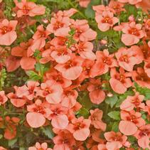 Diascia barberae 'Darla Deep Salmon' Diascia barberae 'Darla Deep Salmon'