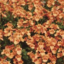 Diascia barberae 'Darla Orange Imp' Diascia barberae 'Darla Orange Imp'