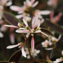 Euphorbia hypericifolia 'Breathless Blush' Euphorbia hypericifolia 'Breathless Blush'
