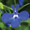 Lobelia erinus 'Techno Heat Dark Blue'