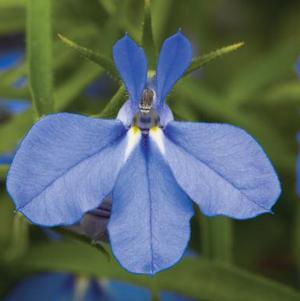 Lobelia erinus 'Techno Heat Electric Blue'