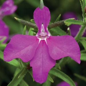 Lobelia erinus 'Techno Heat Violet'