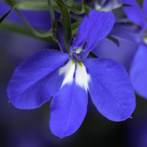 Lobelia erinus 'Techno Heat Upright Dark Blue'