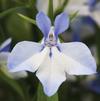 Lobelia erinus 'Techno Heat Upright Light Blue Imp'