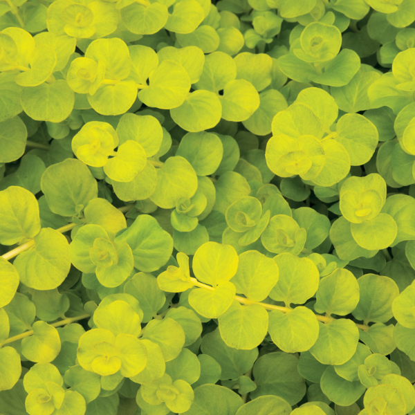 Creeping Jenny