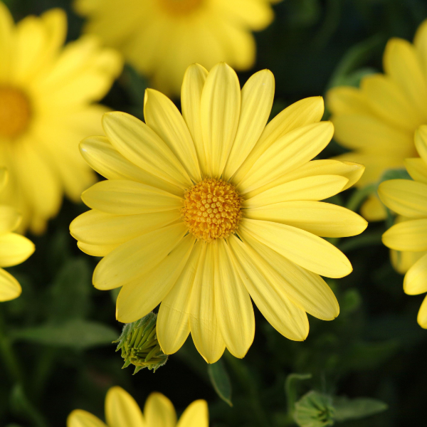 Osteospermum hybrida 'Voltage Yellow'